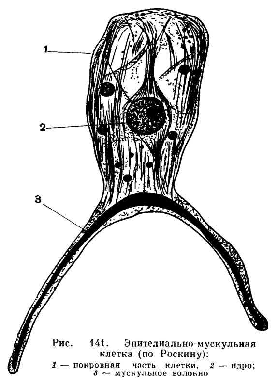 Kra38.cc